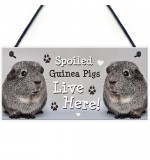 FP - 200X100 - Spoiled Guinea Pigs Here